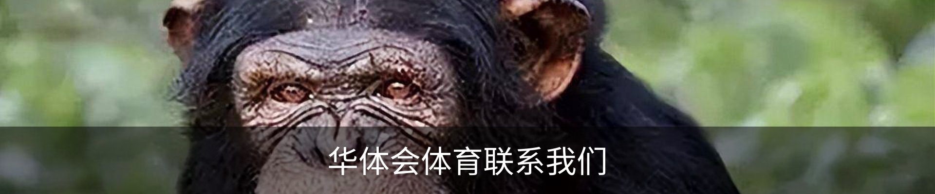 华体会体育联系我们